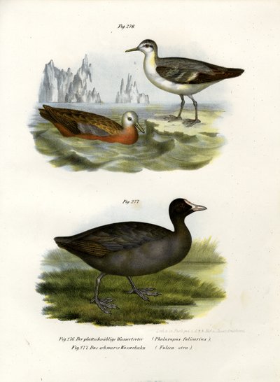 Grey Phalarope by German School